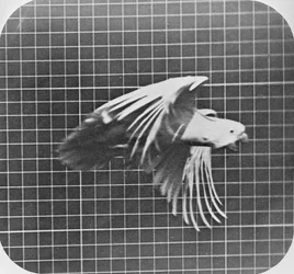 Cacatoès en vol, tiré de «Animal Locomotion, An Electro-Photographic Investigation of Consecutive Phases of Animal Movement», v. 1872-85